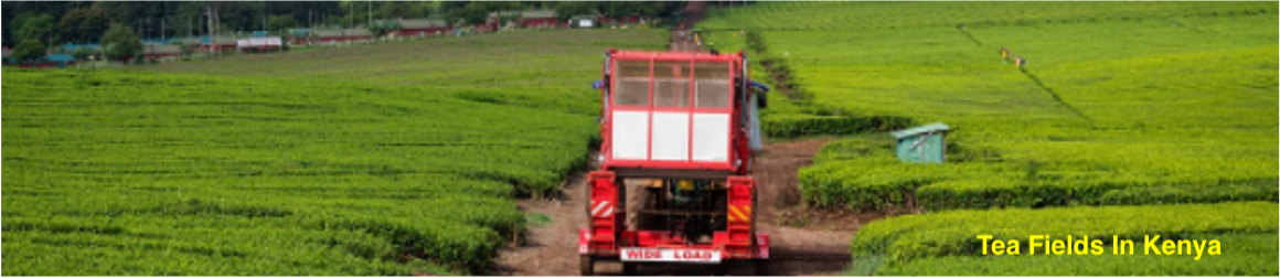 Tea Plantation in Kenya